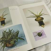 Amazon.co.jp: 絶版 □定本万年青大観 おもと図鑑 奥谷三郎 万年青図鑑